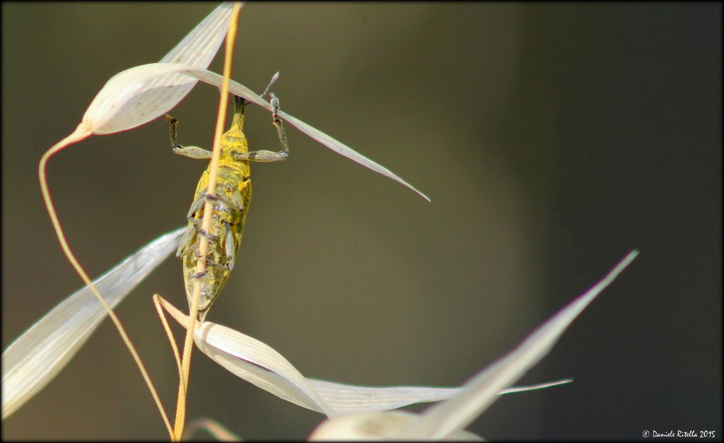 Larinus di quale specie? - Lixus iridis